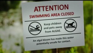 algae-blooms-warning-sign-ohio-epa