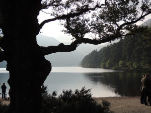 Glendalough pregnant tree at lake