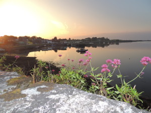 Kinvarra Flowering sunset 2