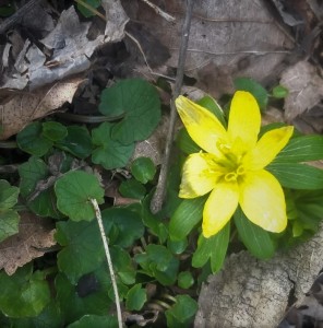 wildflower yellow